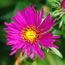 Aster nova-angliae September Ruby